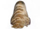 Przednia peruka z koronką typu Ombre o długości 10 A, trzy rozmiary Regulowany pasek i grzebień dostawca