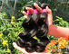 Zdrowe 100% malezyjskie ludzkie włosy wyplatają naturalną czerń / ciemnobrązowy od młodej dziewczyny dostawca